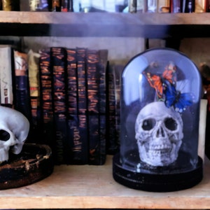 Skull with Orange and Blue Butterflies in a Glass Dome