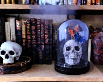 Skull with Orange and Blue Butterflies in a Glass Dome