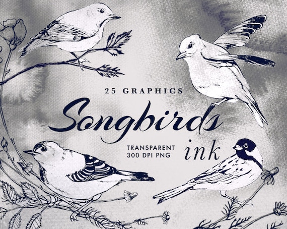 Songbirds Ink Clipart Tattoo Vintage Birds Illustration Etsy