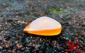 The Antagonist Plectrum (Ultem) An ergonomic plectrum with more punch! product logo