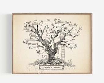 Microbiology Phylogenetic Tree Of Life Poster, Microbiology Evolution Science Poster, Cross Hatching Illustration