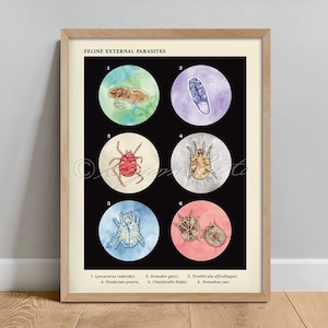 May include: An illustrated chart of feline external parasites. Six different parasites are shown in magnified circles with their names listed below. The parasites are: Lynxacarus radovskyi, Demodex gatoi, Trombicula alfreddugesi, Otodectes cynotis, Cheyletiella blakei, and Notoedres cati.