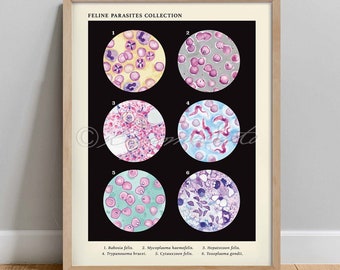 Op de afbeelding: Een zwart-witte poster met zes microscoopglaasjes die verschillende soorten kattenparasieten tonen. De glaasjes zijn genummerd van 1 tot 6 en de namen van de parasieten staan ​​onder de glaasjes. De parasieten omvatten Babesia felis, Mycoplasma haemofelis, Hepatozoon felis, Trypanosoma brucei, Cytauxzoon felis en Toxoplasma gondii.