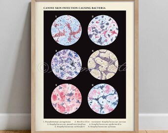Canine Skin Infection Causing Bacteria Collection Vintage Style Art Print, Veterinary dog Clinic Poster, Vet tech gift Vet decor poster