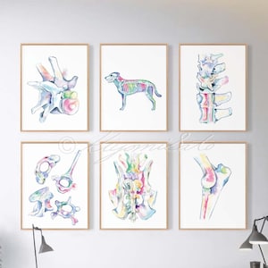 Dog Orthopedics Art poster set of 6, Canine skeletal System Art, Veterinary Art Poster Set