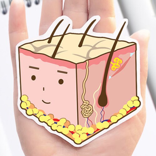 Skin cell Vinyl Sticker, unique science decal, Dermatology, biology, laptop sticker