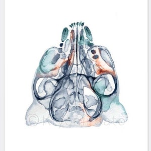 Feline Skull X Ray Art Poster, Veterinary Dental Print, Cat Bone X Ray