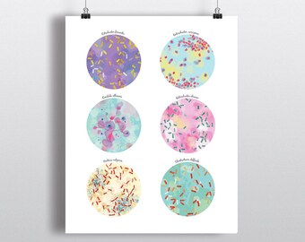 Nosocomial Bacteria, yeasts pathogen Poster, Science Art, print, decor, 5 x 7 in, 8 x 10 in, 11 x 14 in, Microbiology, Molecular biology Art