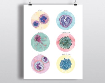 Defensive Cells, Immune System, Microbiology Poster, Science Art print, wall decor Monocyte Macrophage Basophil Neutrophil T cell B cell