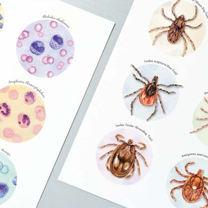 Tick Collection Art and Tick Borne Pathogens Collection Poster Set of 2, Parasitology Art, Veterinary Art, Vet Tech Gift, Parasite Art image 8