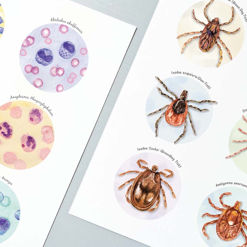 Tick Collection Art and Tick Borne Pathogens Collection Poster Set of 2, Parasitology Art, Veterinary Art, Vet Tech Gift, Parasite Art image 8