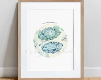 Nitrosomonas europaea, Science Art Print, bacteria poster, Microbiology decor