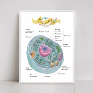 Animal Cell Cross Section Poster, Science Art, print, Microbiology, molecular biology art image 1