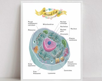 Animal Cell Cross Section Poster, Science Art, print, Microbiology, molecular biology art