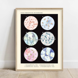 Food Fermenting Microbiome Collection Poster, Vintage Style Bacteria Fungi Science Art