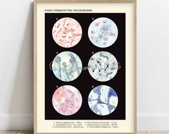 Food Fermenting Microbiome Collection Poster, Vintage Style Bacteria Fungi Science Art