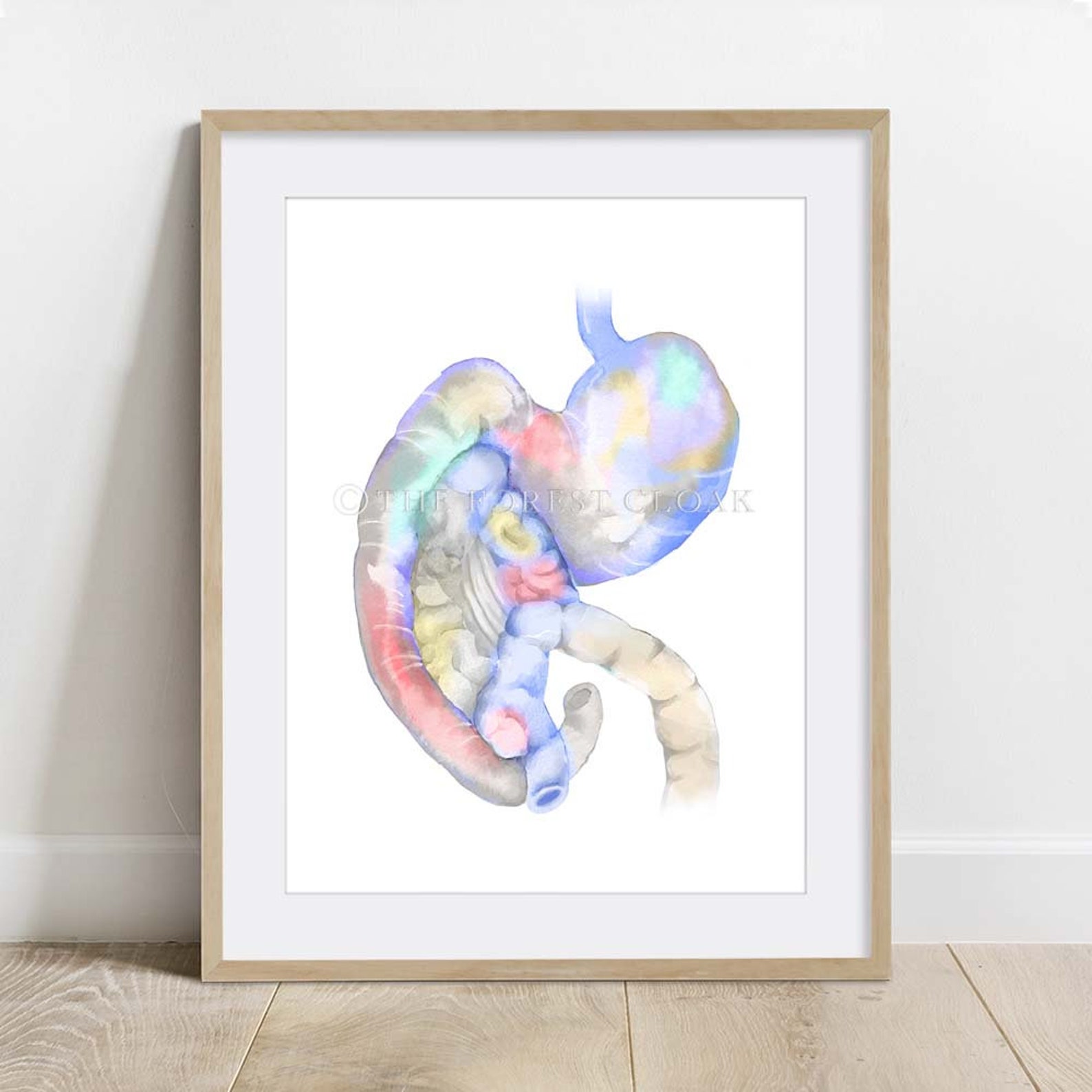 Canine Digestive System Anatomy Art Print Veterinary Decor | Etsy