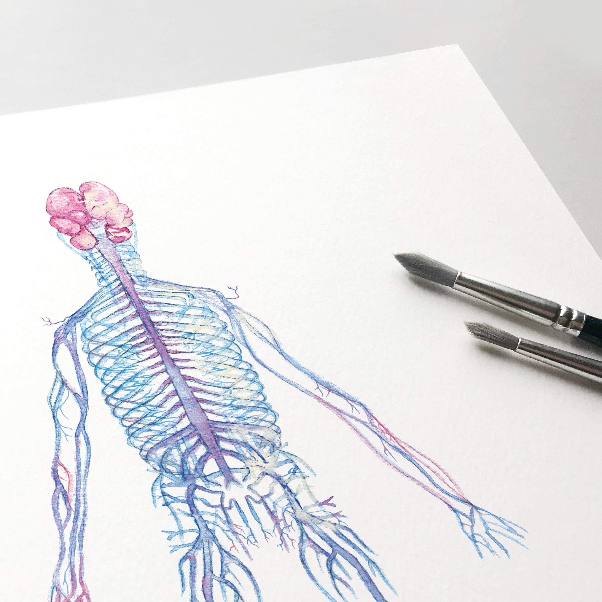 Abstract Autonomic Nervous System Human Body Anatomy Art, Watercolor ...