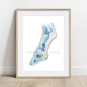 May include: A watercolor illustration of a horse's lower leg and hoof, showing the internal anatomy. The bones, tendons, and ligaments are depicted in shades of blue, pink, and yellow.