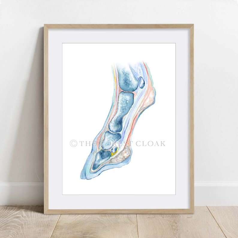 May include: A watercolor illustration of a horse's lower leg and hoof, showing the internal anatomy. The bones, tendons, and ligaments are depicted in shades of blue, pink, and yellow.