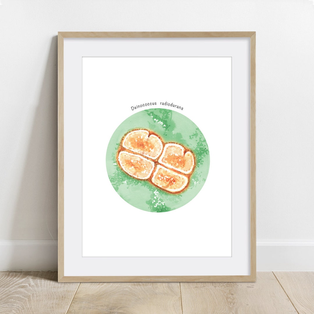 Deinococcus Radiodurans Art Radiotrophic Bacteria Print 