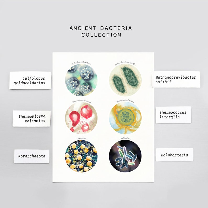 Ancient Bacteria Archaea Archaebacteria Science Art Print Etsy