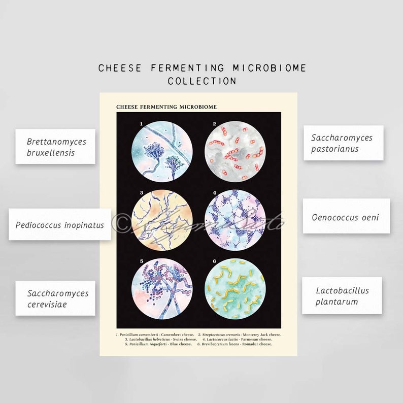 Food Microbiology Art for Kitchen 4 Poster Set, Vintage Style Science ...