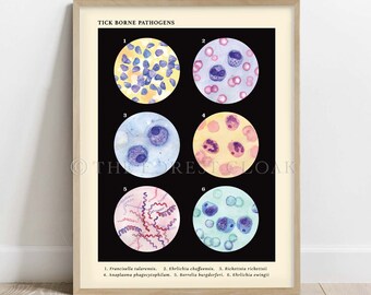 Tick Borne Pathogens Collection, Vintage style science Art