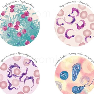 Puede incluir: Cuatro ilustraciones circulares que representan diferentes par&aacute;sitos y las enfermedades que causan. La ilustraci&oacute;n superior izquierda muestra Cryptosporidium, la superior derecha muestra Trypanosoma cruzi, la inferior izquierda muestra Trypanosoma brucei y la inferior derecha muestra Naegleria fowleri.