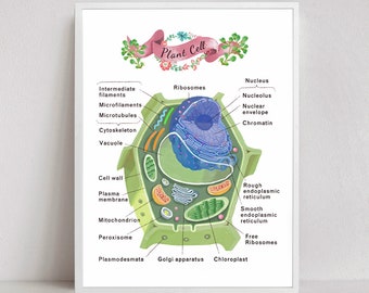 Plant Cell Cross section Poster, science Art, wall decor, microbiology, biology print