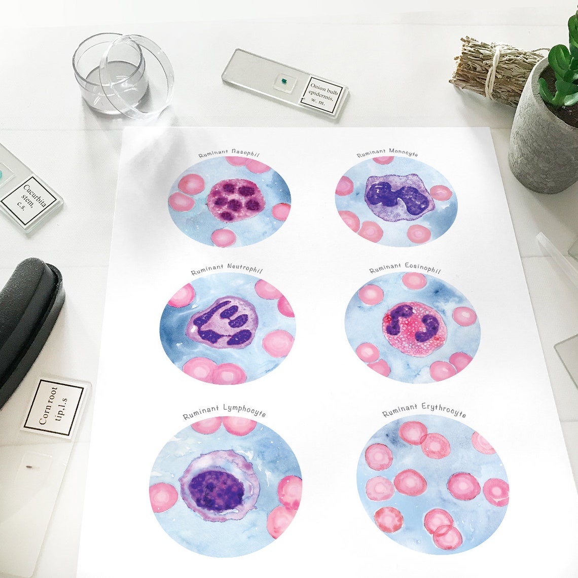 Ruminant Blood Cells Collection, Veterinary Art Print, Cattle, Sheep ...