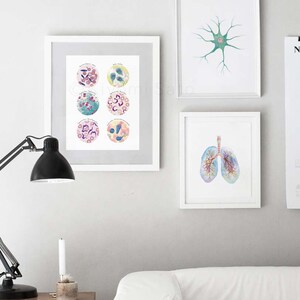 Puede incluir: Un conjunto de seis impresiones enmarcadas que representan diferentes tipos de c&eacute;lulas sangu&iacute;neas. Cada impresi&oacute;n presenta un c&iacute;rculo con una ilustraci&oacute;n de acuarela de una c&eacute;lula sangu&iacute;nea, rodeada por un borde blanco. Las impresiones est&aacute;n dispuestas en dos filas de tres y est&aacute;n enmarcadas en blanco.