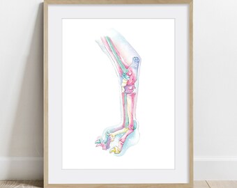 May include: Watercolor illustration of a dog's leg, showing the bones and muscles in a translucent, pastel color scheme.