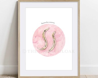 May include: A watercolor illustration of two Haemonchus contortus worms on a pink circle. The illustration is framed in a light wood frame.