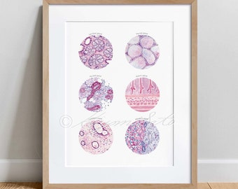 May include: A white poster with six circular images of different types of glands. Each circle is labeled with the name of the gland: Parotid gland, Thyroid gland, Pyloric gland, Pyloric gland, Submaxillary gland, and Prostate gland.