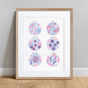 Plasmodium falciparum Morphology, science Art Print, Malaria causing parasite life cycle poster