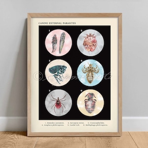 Canine External Parasites Collection, Veterinary Vintage Style Parasite Art Print, Vet wall Art, Microbiology Art Poster, Dog Parasitology