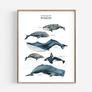 May include: An illustration of endangered whales, including the blue whale, sperm whale, gray whale, bowhead whale, sei whale, and killer whale. The illustration is in watercolor style and features a light blue background.