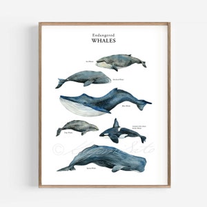 Whale Poster, Endangered Whale Watercolor Painting, Whale Print, Marine Biology Art