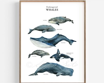 Whale Poster, Endangered Whale Watercolor Painting, Whale Print, Marine Biology Art