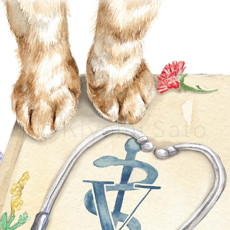 May include: A watercolor painting of a cat's paws on a scale with a stethoscope in the shape of a heart and a veterinary symbol. The scale has a vintage look and a red carnation is on the side.