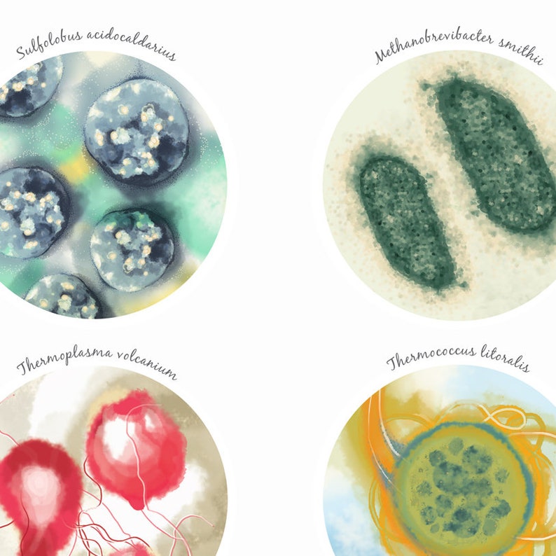 Ancient Bacteria Archaea Archaebacteria Science Art Print - Etsy