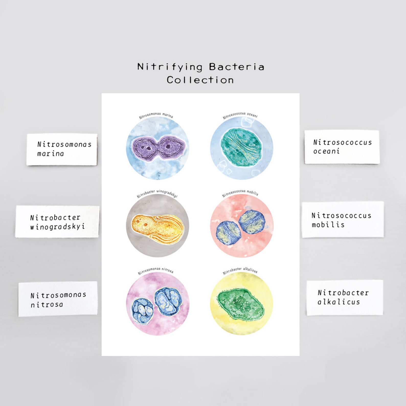 Nitrifying Bacteria Collection Science Art, Print, Poster, Wall Decor ...