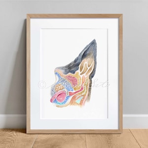 May include: Watercolor illustration of a dog's ear anatomy, framed in a light wood frame. The artwork depicts a cross-section of the ear, showcasing the inner structures in vibrant colors, including pink, blue, yellow, and brown.