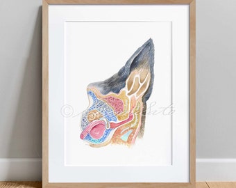 Canine Ear Cross Section, Science Art Poster, Veterinary decor, Dog Anatomy biology print