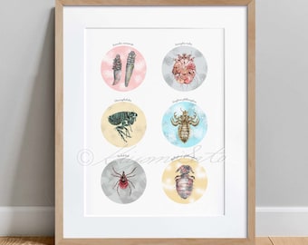 Canine External Parasites Collection, Veterinary Art Print Decor, dog Parasites Science Poster