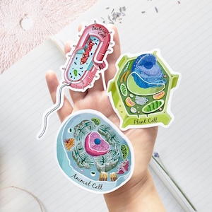 Cell Sticker Set of 3, Animal Cell, Bacteria Cell, Plant Cell Vinyl Sticker, unique science decal, microbiology, biology, laptop sticker