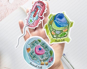 Cell Sticker Set of 3, Animal Cell, Bacteria Cell, Plant Cell Vinyl Sticker, unique science decal, microbiology, biology, laptop sticker