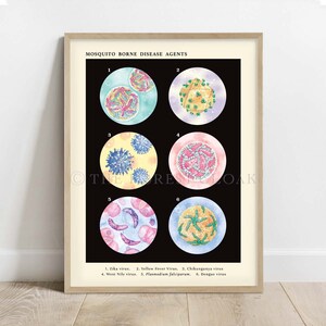 Mosquito Borne Disease Agents Collection Vintage style science Art