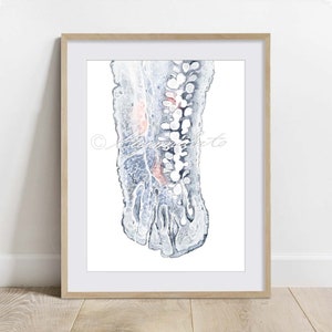 Eyelid Histology Art, Eyelid anatomy Art, Science Art Decor, Watercolor Histology Art